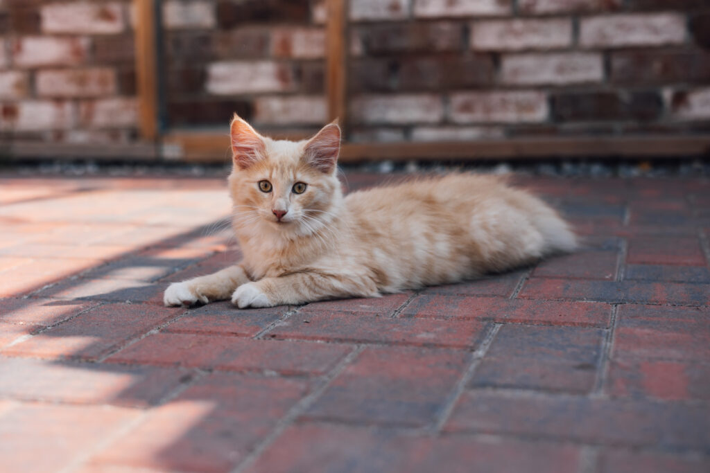 Business Shooting, Katzenzucht, Norwegische Waldkatze, Businessbilder mit Herz, Authentic Pure