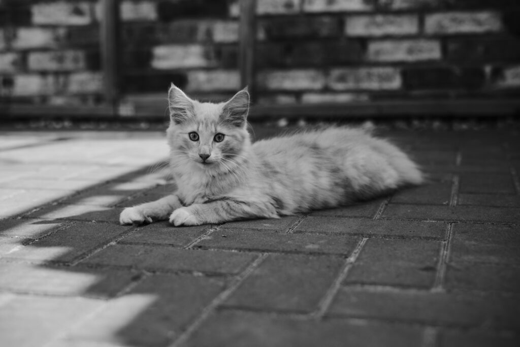 Business Shooting, Katzenzucht, Norwegische Waldkatze, Businessbilder mit Herz, Authentic Pure
