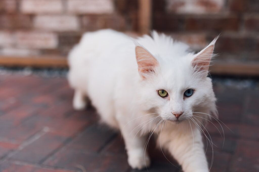 Business Shooting, Katzenzucht, Norwegische Waldkatze, Businessbilder mit Herz, Authentic Pure