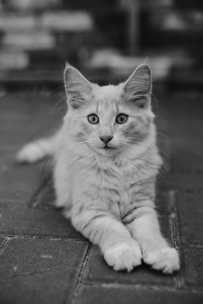 Business Shooting, Katzenzucht, Norwegische Waldkatze, Businessbilder mit Herz, Authentic Pure
