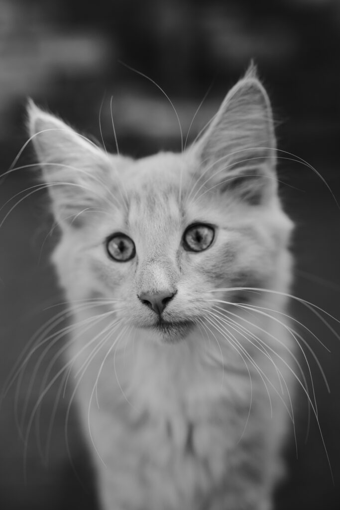 Business Shooting, Katzenzucht, Norwegische Waldkatze, Businessbilder mit Herz, Authentic Pure