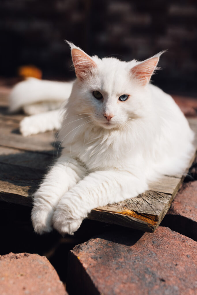 Katzenzucht, Norwegische Waldkatze, Conentbilder, Content Shooting, Fotograf Emden