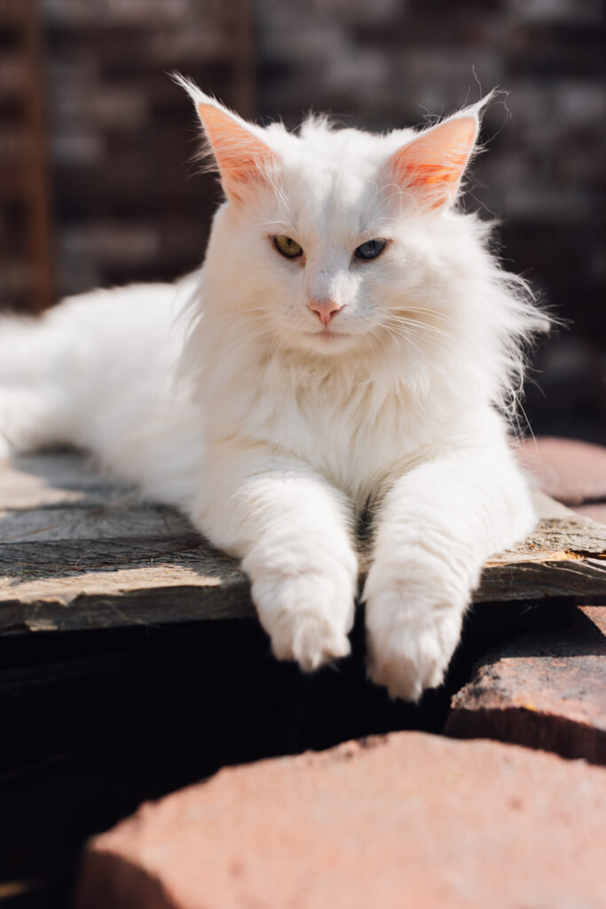 Business Shooting, Katzenzucht, Norwegische Waldkatze, Businessbilder mit Herz, Authentic Pure