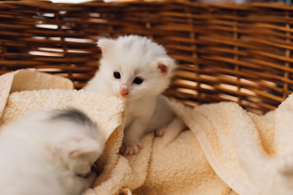 Business Shooting, Katzenzucht, Norwegische Waldkatze, Businessbilder mit Herz, Authentic Pure