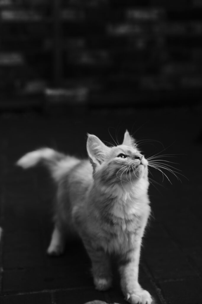 Business Shooting, Katzenzucht, Norwegische Waldkatze, Businessbilder mit Herz, Authentic Pure