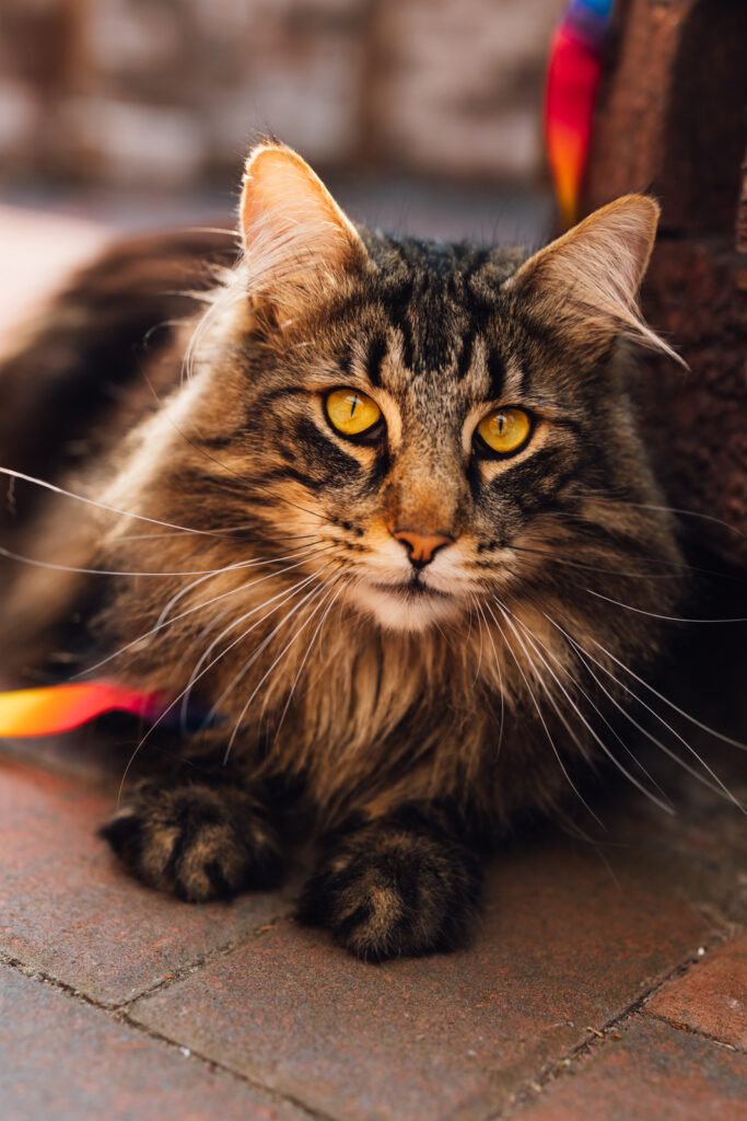 Business Shooting, Katzenzucht, Norwegische Waldkatze, Businessbilder mit Herz, Authentic Pure