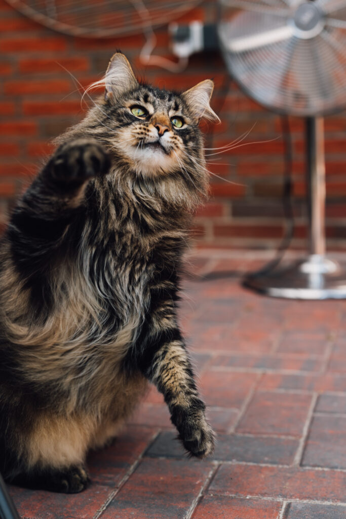 Von Businessbildern zum Katzenshooting, Businessshooting mit Herz