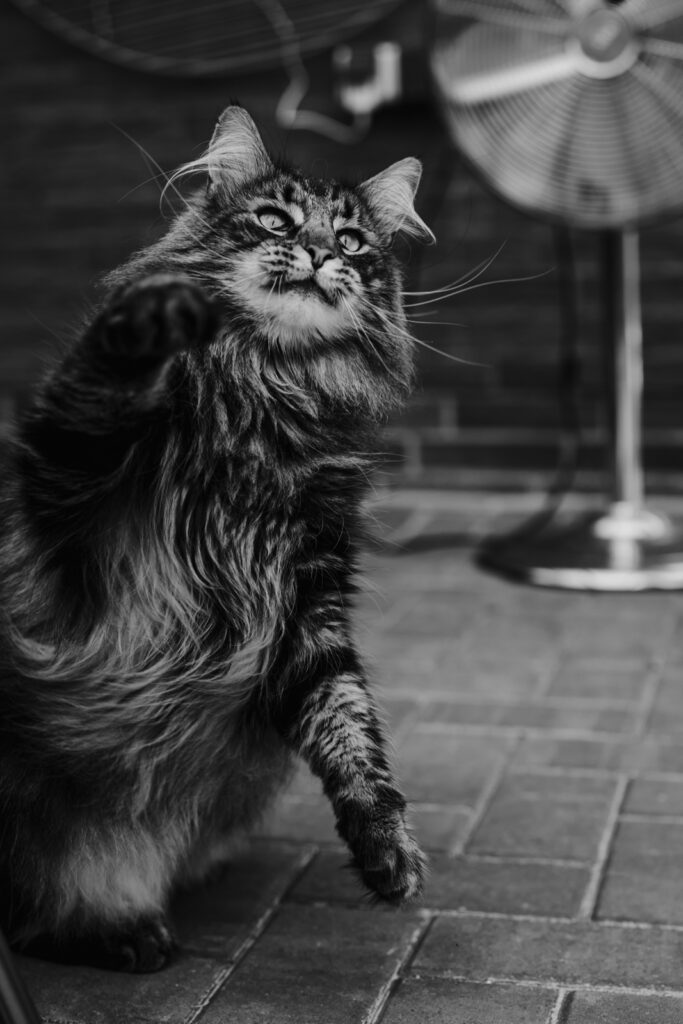 Business Shooting, Katzenzucht, Norwegische Waldkatze, Businessbilder mit Herz, Authentic Pure
