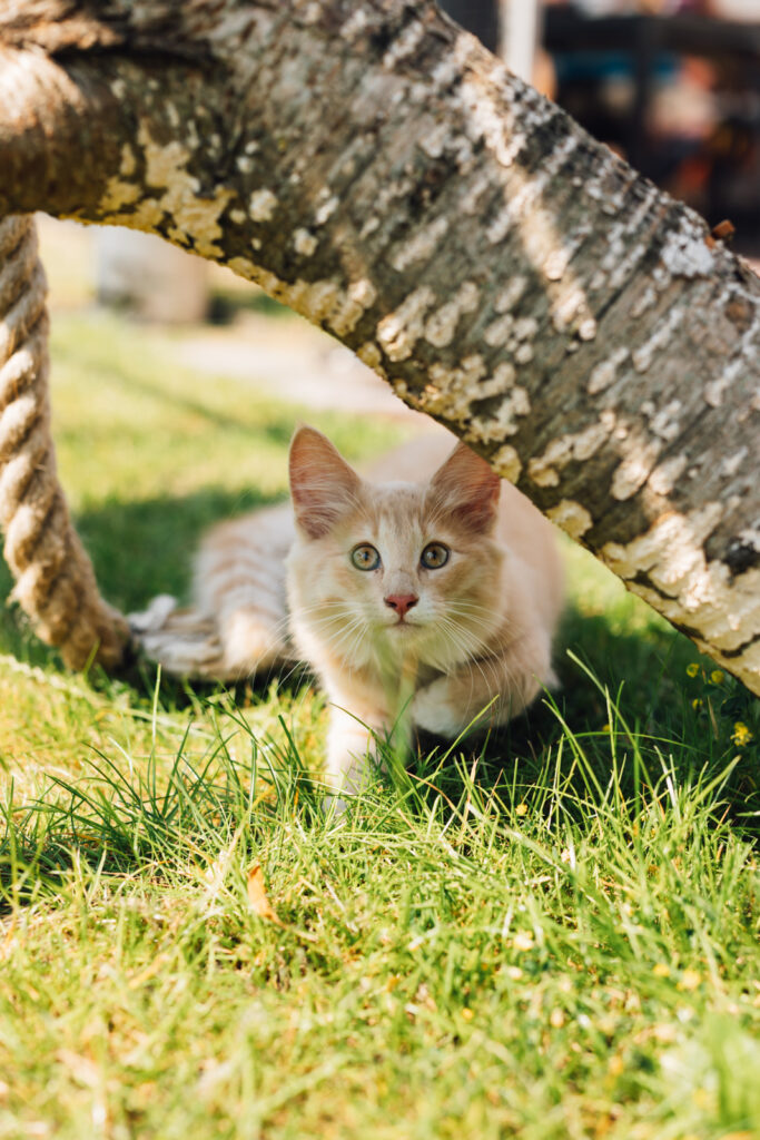 Business Shooting, Katzenzucht, Norwegische Waldkatze, Businessbilder mit Herz, Authentic Pure