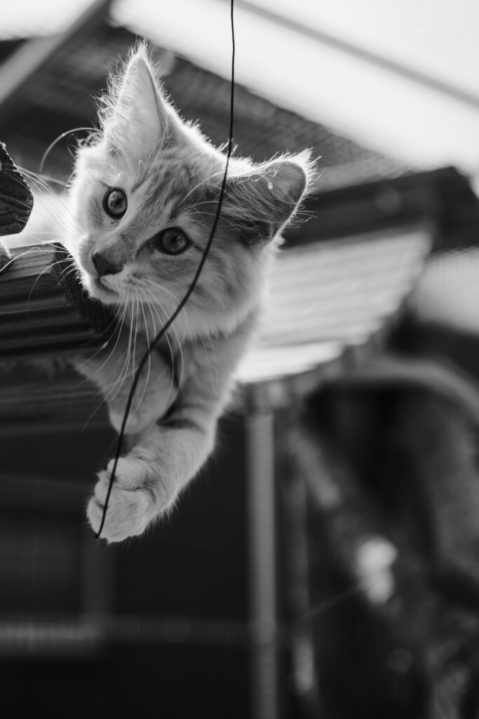 Business Shooting, Katzenzucht, Norwegische Waldkatze, Businessbilder mit Herz, Authentic Pure