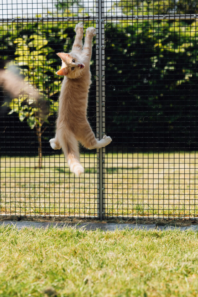 Business Shooting, Katzenzucht, Norwegische Waldkatze, Businessbilder mit Herz, Authentic Pure
