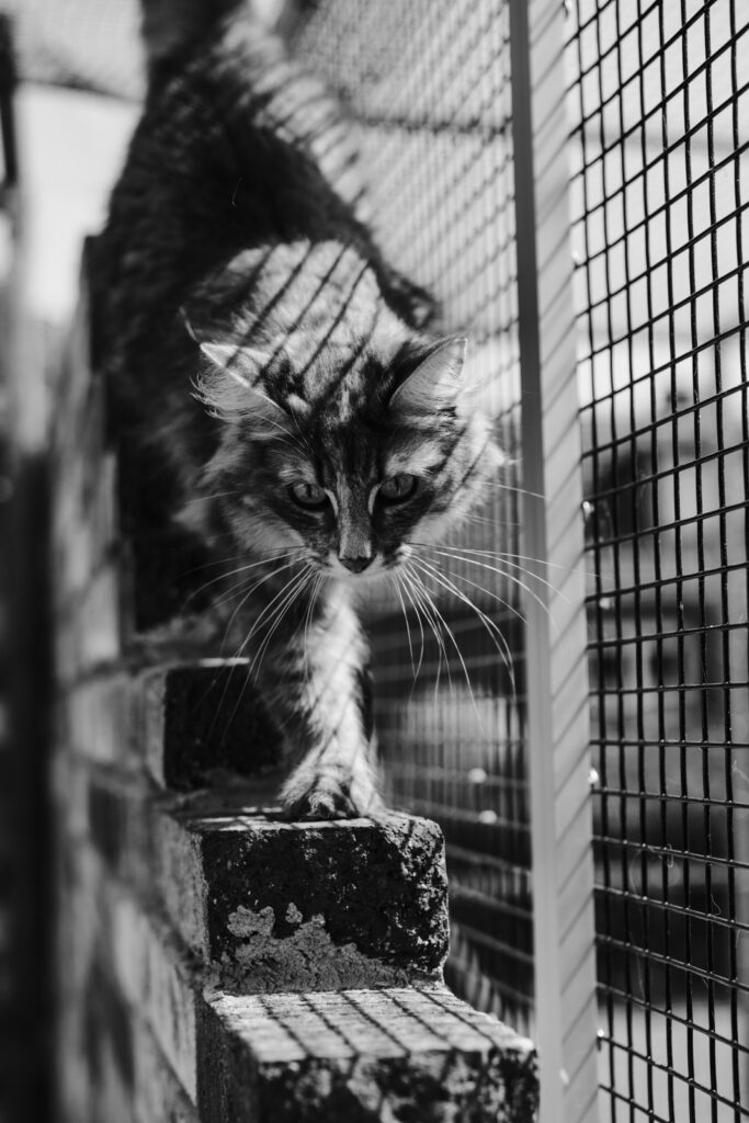 Business Shooting, Katzenzucht, Norwegische Waldkatze, Businessbilder mit Herz, Authentic Pure