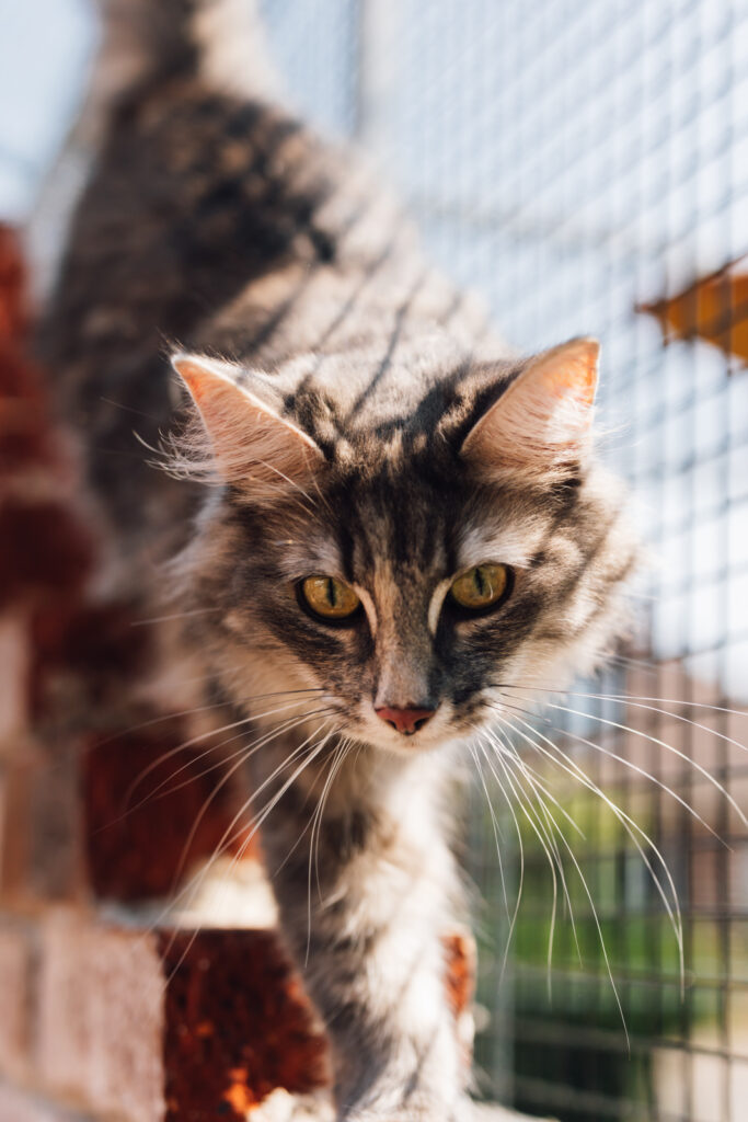 Katzenzucht, Norwegische Waldkatze, Conentbilder, Content Shooting, Fotograf Emden