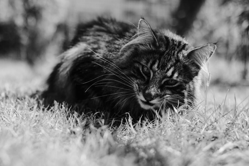 Business Shooting, Katzenzucht, Norwegische Waldkatze, Businessbilder mit Herz, Authentic Pure
