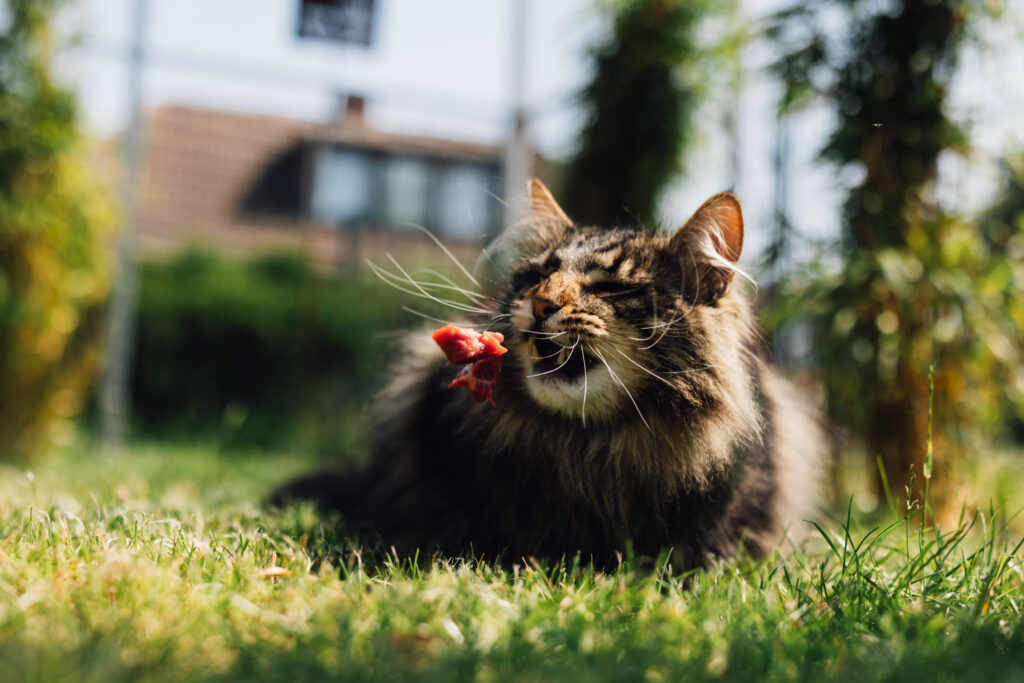 Business Shooting, Katzenzucht, Norwegische Waldkatze, Businessbilder mit Herz, Authentic Pure