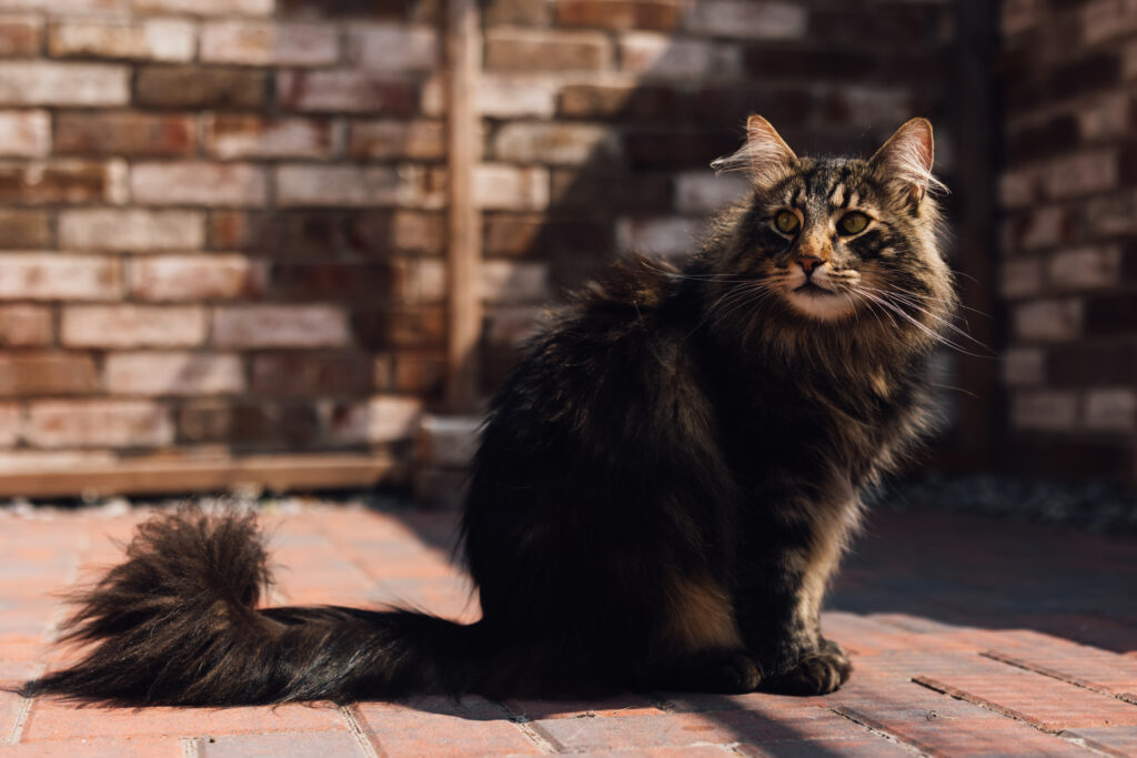 Katzenzucht, Norwegische Waldkatze, Conentbilder, Content Shooting, Fotograf Emden