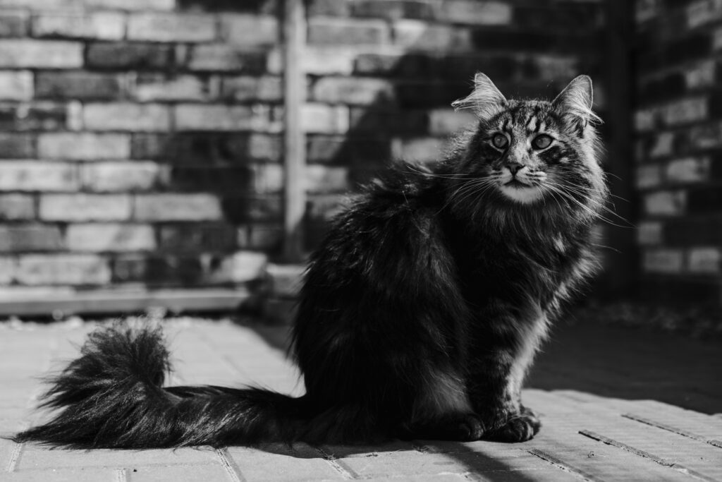 Business Shooting, Katzenzucht, Norwegische Waldkatze, Businessbilder mit Herz, Authentic Pure
