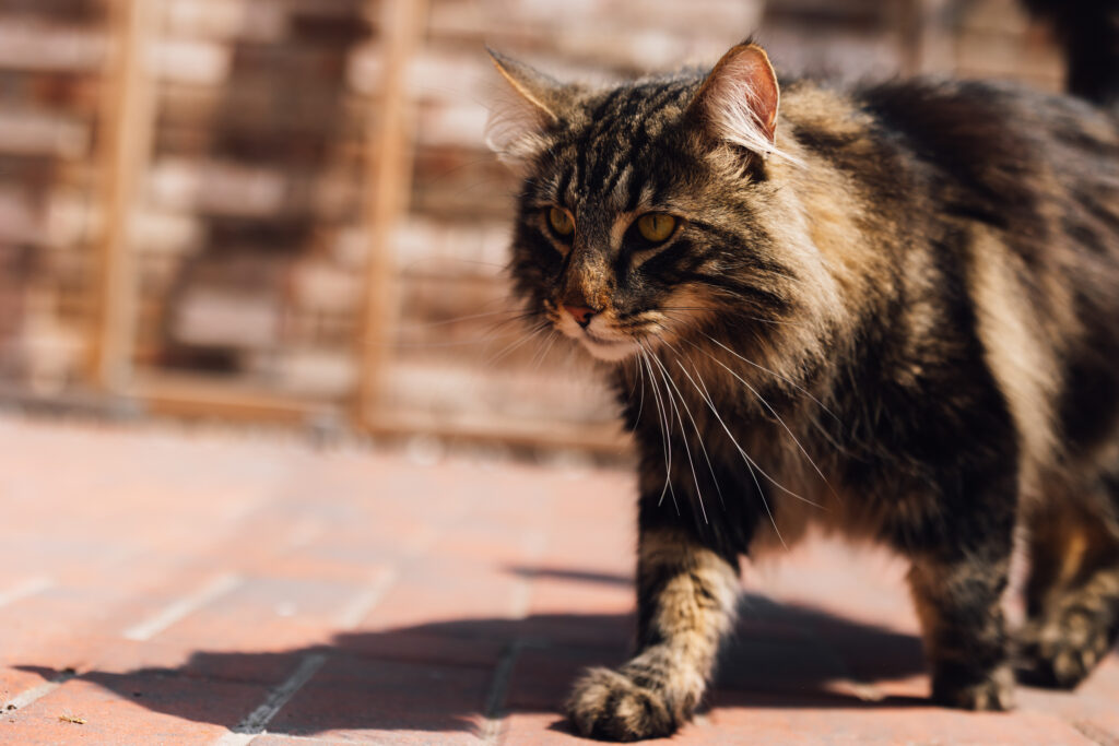 Business Shooting, Katzenzucht, Norwegische Waldkatze, Businessbilder mit Herz, Authentic Pure