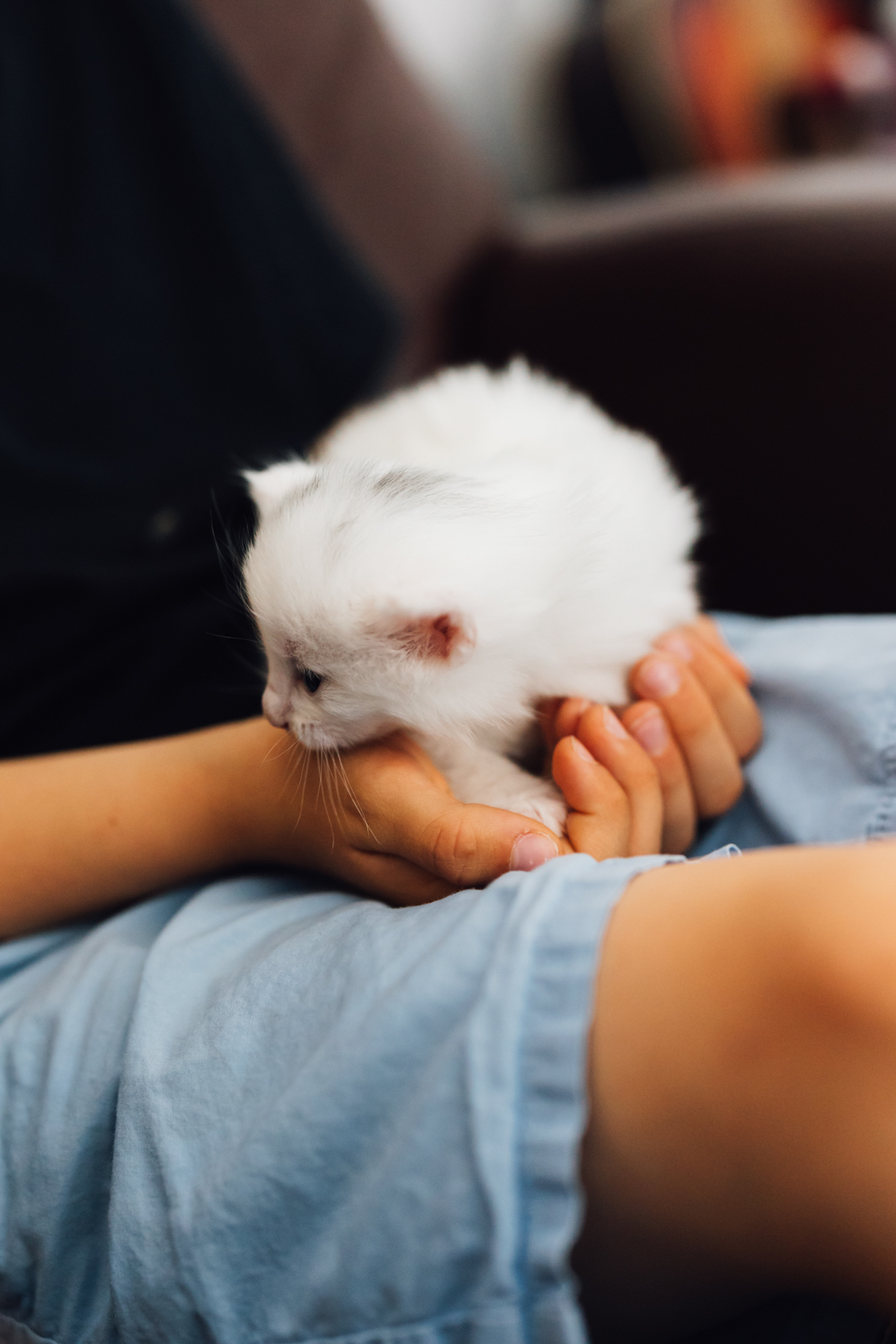 Business Shooting, Katzenzucht, Norwegische Waldkatze, Businessbilder mit Herz, Authentic Pure