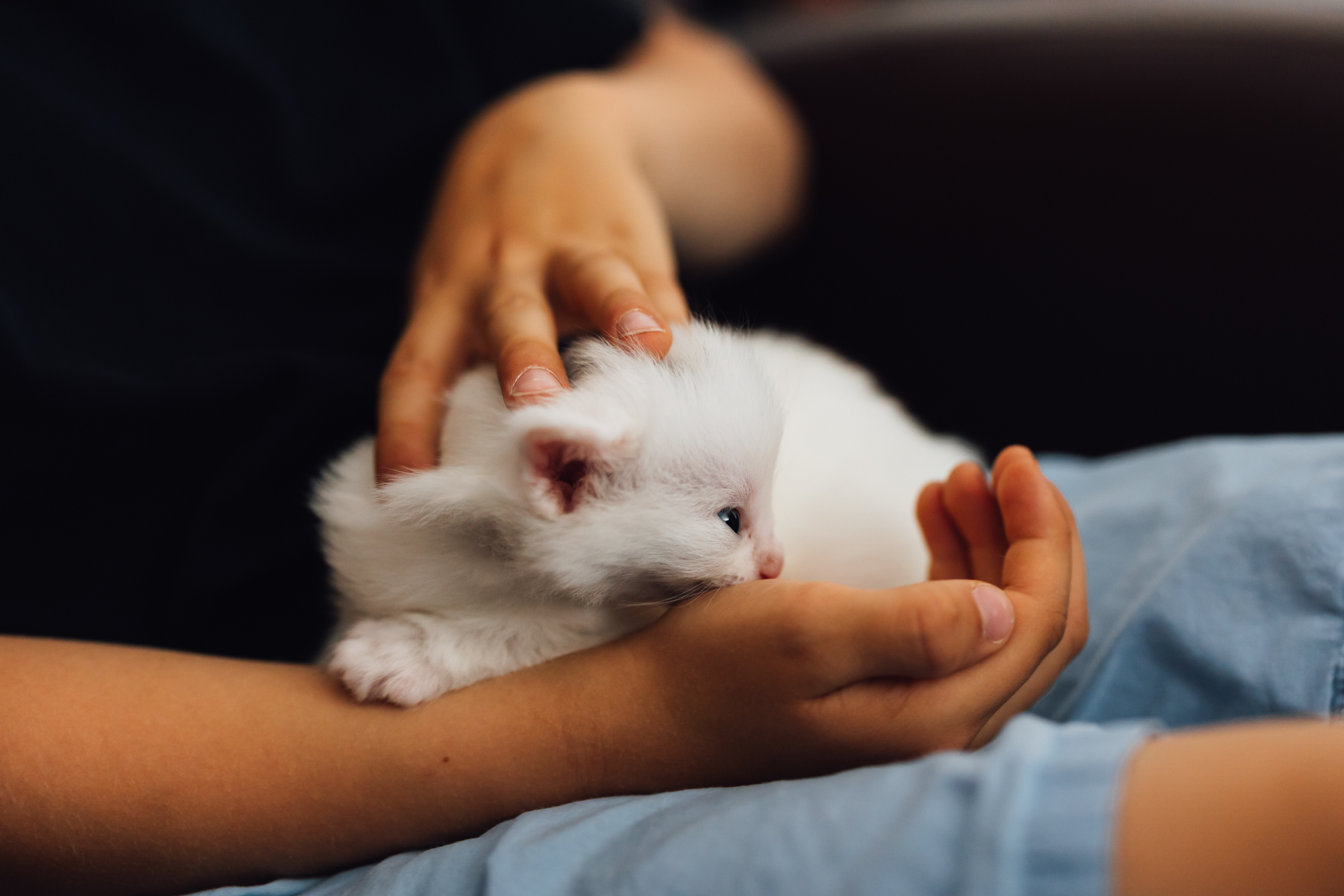 Business Shooting, Katzenzucht, Norwegische Waldkatze, Businessbilder mit Herz, Authentic Pure