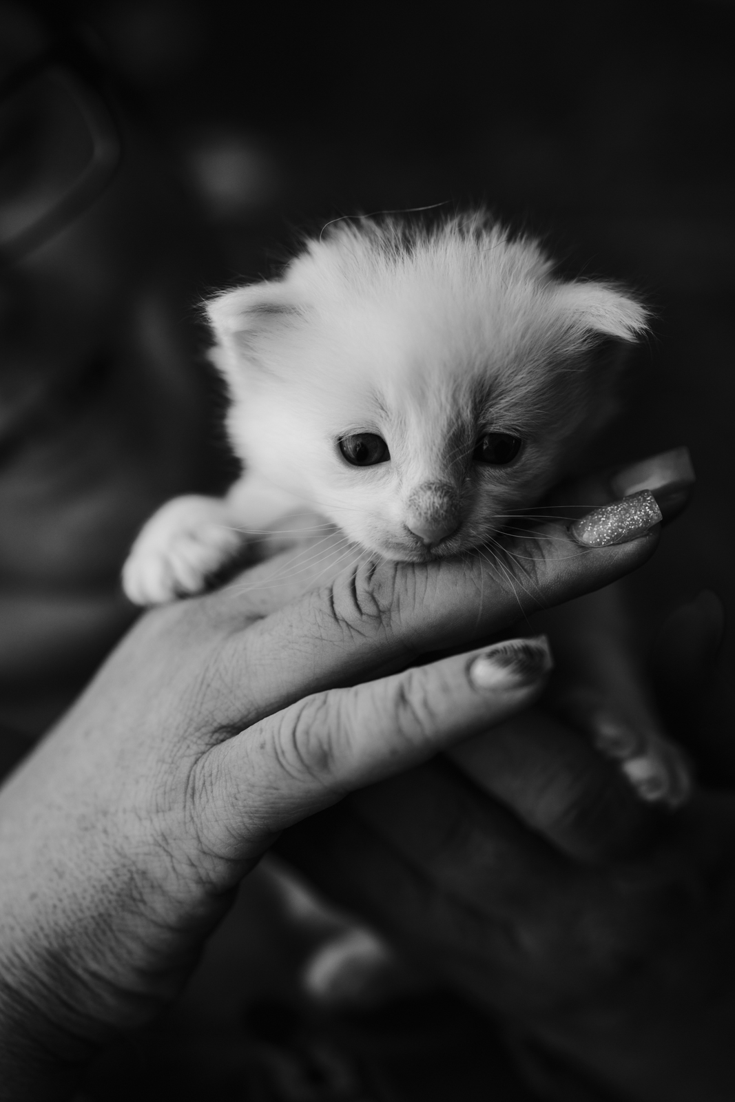 Businessfotografie mit Herz und ganz viel Katzenhaare