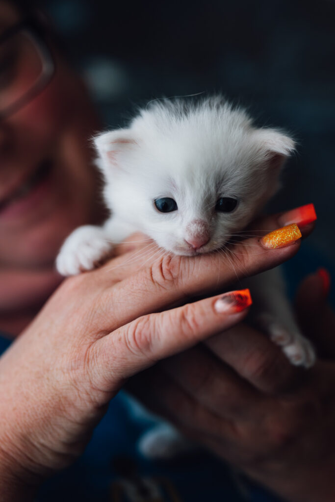 Business Shooting, Katzenzucht, Norwegische Waldkatze, Businessbilder mit Herz, Authentic Pure