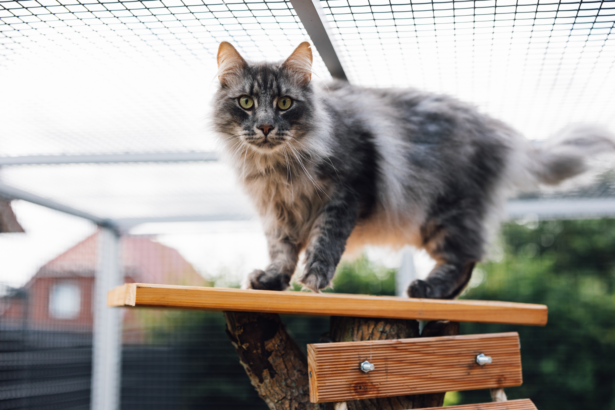 Business Shooting, Katzenzucht, Norwegische Waldkatze, Businessbilder mit Herz, Authentic Pure