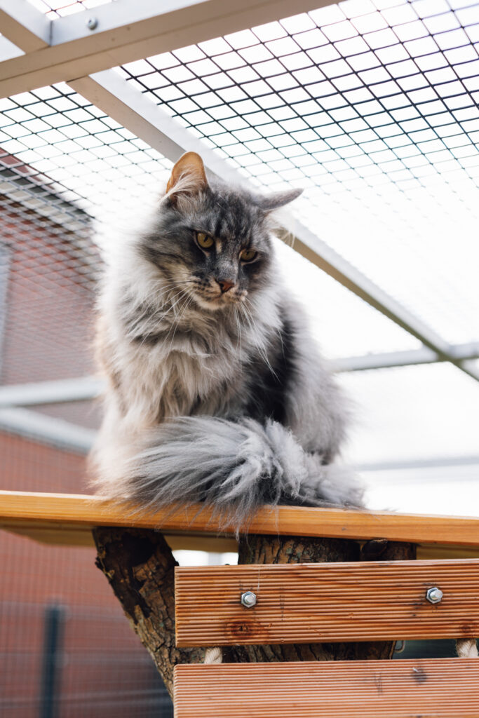 Business Shooting, Katzenzucht, Norwegische Waldkatze, Businessbilder mit Herz, Authentic Pure
