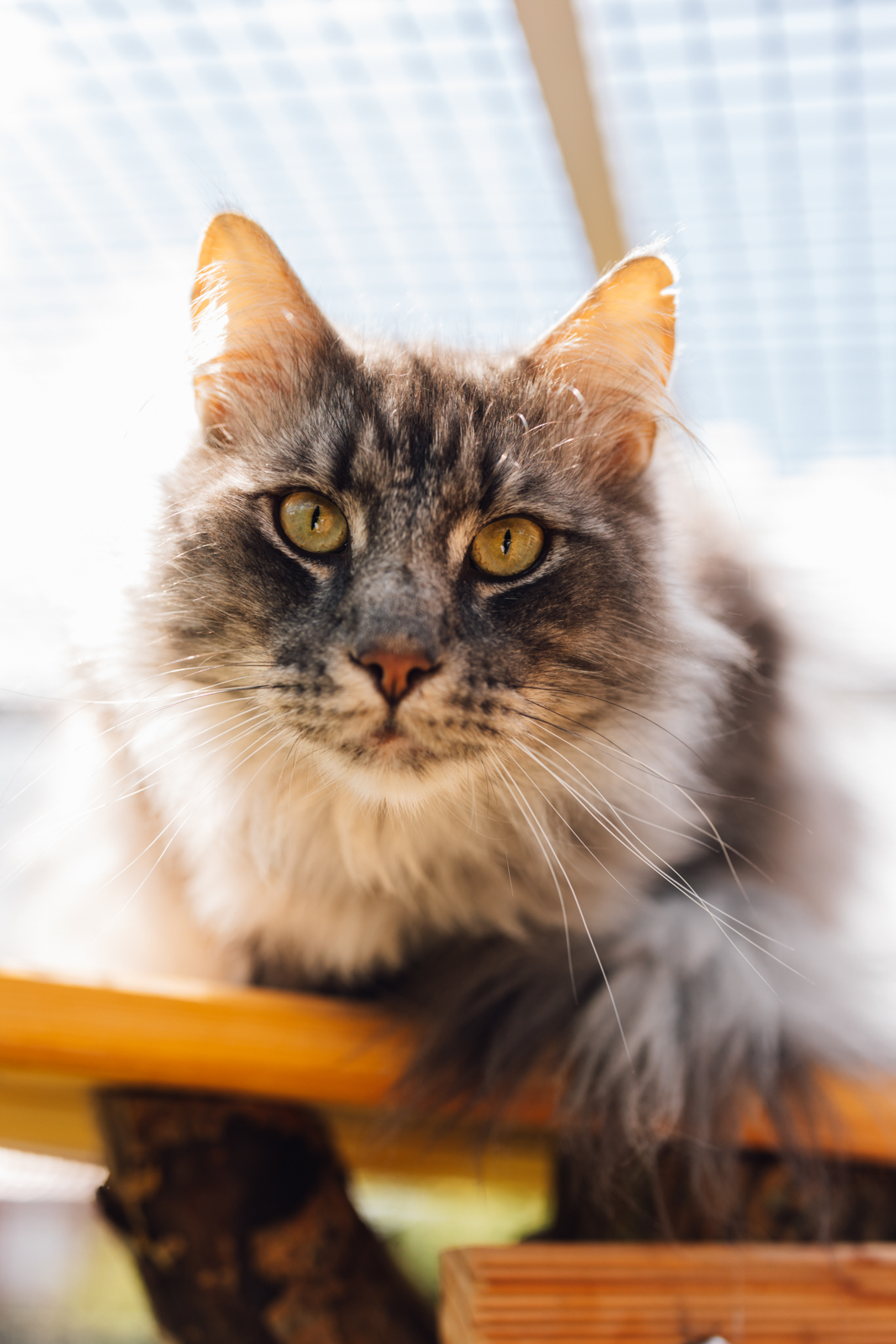 Katzenzucht, Norwegische Waldkatze, Conentbilder, Content Shooting, Fotograf Emden