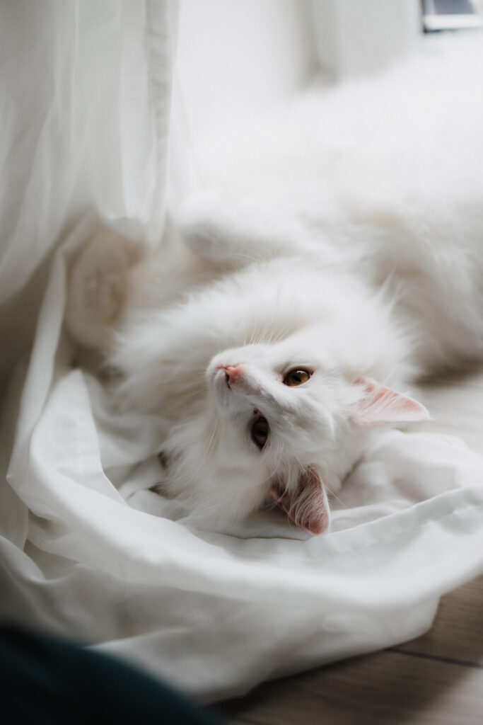 Business Shooting, Katzenzucht, Norwegische Waldkatze, Businessbilder mit Herz, Authentic Pure