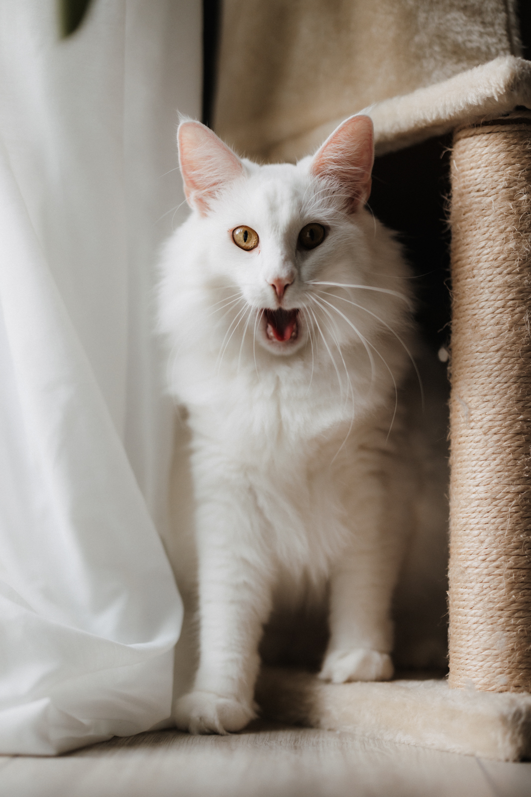 Business Shooting, Katzenzucht, Norwegische Waldkatze, Businessbilder mit Herz, Authentic Pure