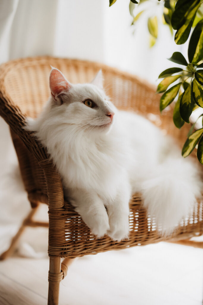 Business Shooting, Katzenzucht, Norwegische Waldkatze, Businessbilder mit Herz, Authentic Pure