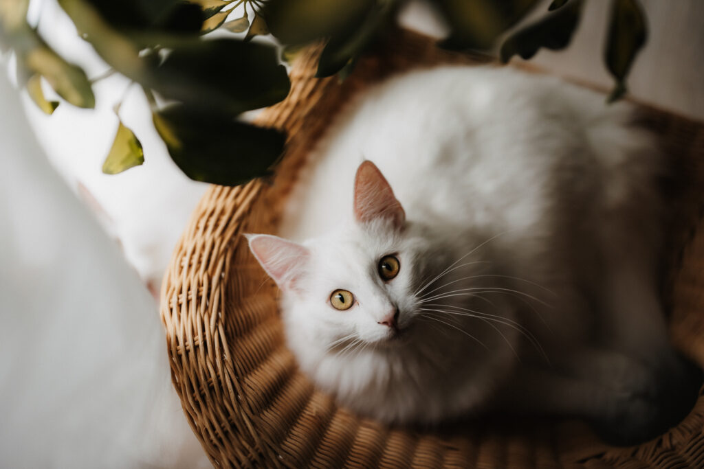 Business Shooting, Katzenzucht, Norwegische Waldkatze, Businessbilder mit Herz, Authentic Pure